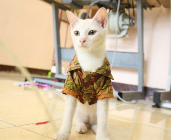 Baju kucing dengan motif batik
